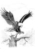 orzel1.jpg (2113 bytes)